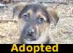 Pepper - ADOPTED