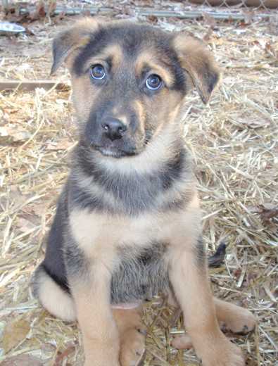 Pepper
