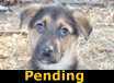 Pepper - ADOPTED