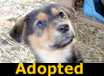 Munchkin - ADOPTED