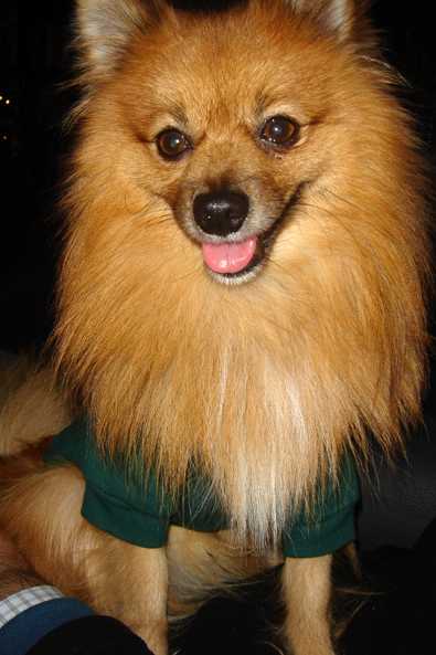 Chumley - AVAILABLE
