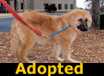 Cody - ADOPTED
