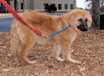 Cody - AVAILABLE