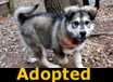 Kodiak - ADOPTED
