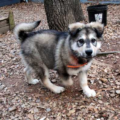Kodiak