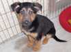 Peanut - AVAILABLE