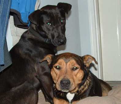 Boo and Ginger