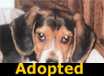 Elijah - ADOPTED
