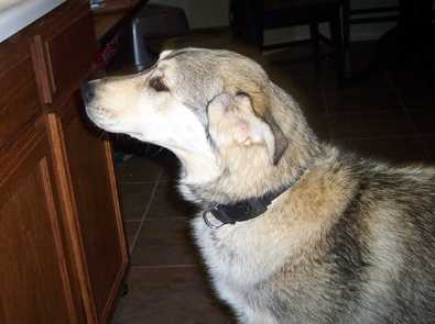 Addy - Available