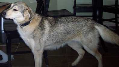 Addy - AVAILABLE