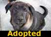 Sampson - ADOPTED