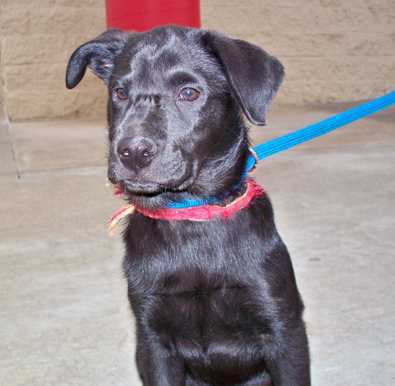 Dilly - AVAILABLE