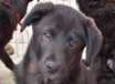 Delilah - AVAILABLE