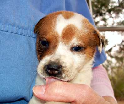 Petey - AVAILABLE