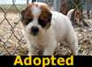 Ringer - ADOPTED
