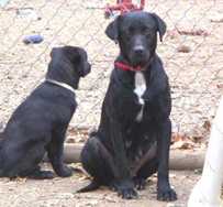 Momma Dog