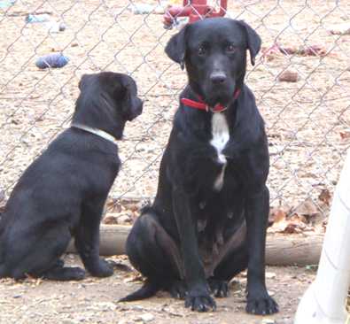 Momma Dog - AVAILABLE