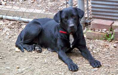 Momma Dog - AVAILABLE