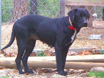 Momma Dog - AVAILABLE