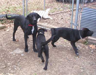 Momma Dog - AVAILABLE
