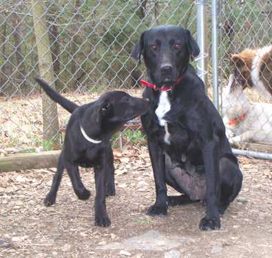 Momma Dog - AVAILABLE