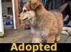 Foxy Lady - ADOPTED