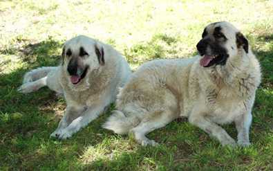 Quartermain and Kiskia