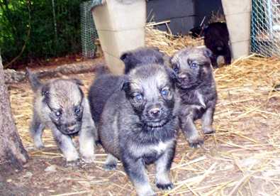 Shepherd mix pups