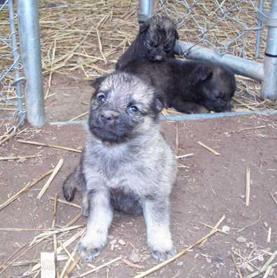Shepherd mix pups