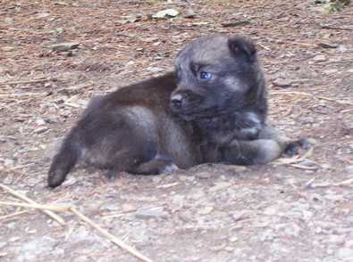 Shepherd Mix Pups - AVAILABLE
