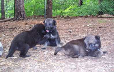 Shepherd mix pups