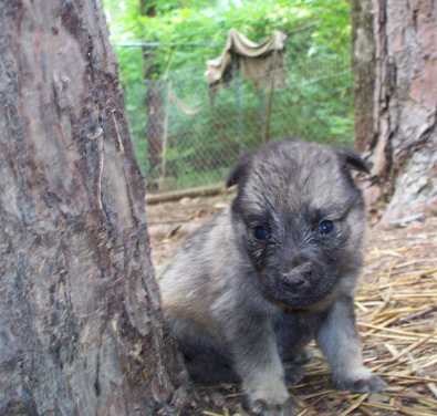 Shepherd mix pups