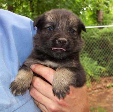 Shepherd mix pups