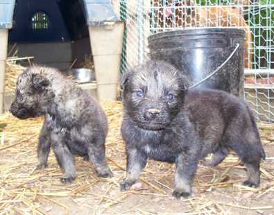 Shepherd mix pups