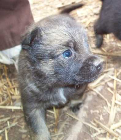 Shepherd mix pups