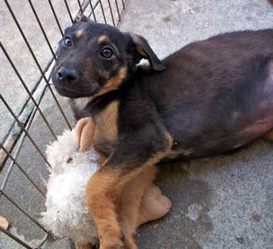German Shepherd mix pups