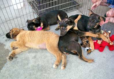 German Shepherd mix pups