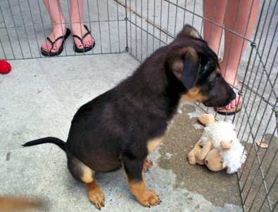 German Shepherd mix pups
