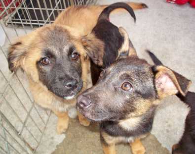German Shepherd mix pups