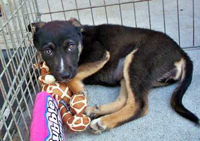 German Shepherd mix pups