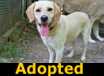 Lemony - ADOPTED