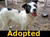 Heidi - ADOPTED