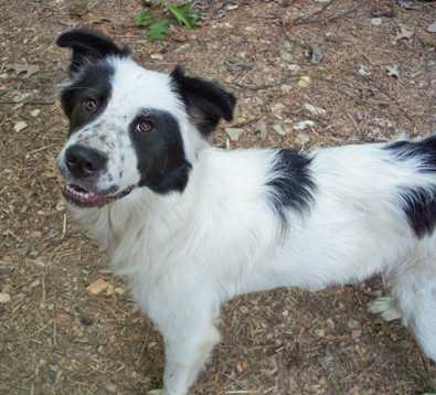 Heidi