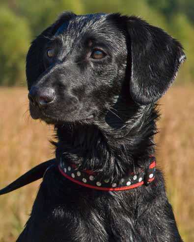 Onyx