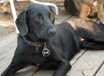 Onyx - AVAILABLE