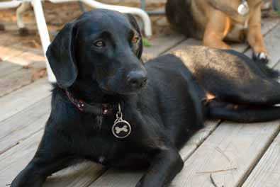 Onyx