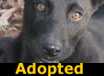 Neo - ADOPTED