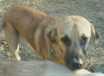 Cody - AVAILABLE