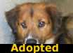 Jane - ADOPTED