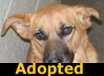 Carolina - ADOPTED